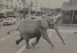 tykeelephantoutlawc21-300x208